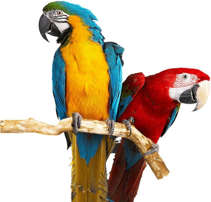 Parrots